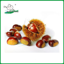 high quality chestnut/New crop chestnut/fresh chestnut